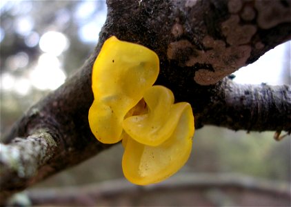 Tremella mesenterica fungus on the bottom side of a live branch. Take in Rindge, NH.
