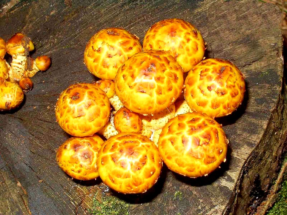 Pholiota aurivella in Unterfranken