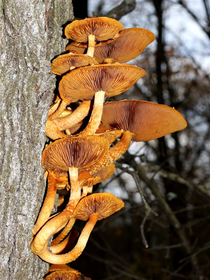 Golden Scalycap mushroom (Pholiota aurivella) in clusters on dead birch (Betula pendula). Ukraine, Vinnytsia Rajon.