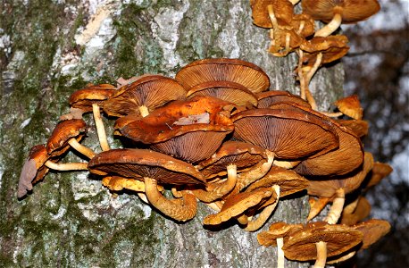 Golden Scalycap mushroom (Pholiota aurivella) in clusters on dead birch (Betula pendula). Ukraine, Vinnytsia Rajon.