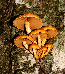 Golden Scalycap mushroom (Pholiota aurivella) in clusters on dead birch (Betula pendula). Ukraine, Vinnytsia Rajon. photo