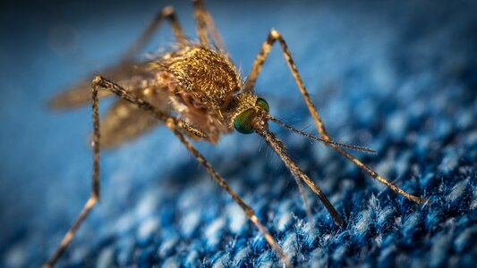 Macro diptera jeans