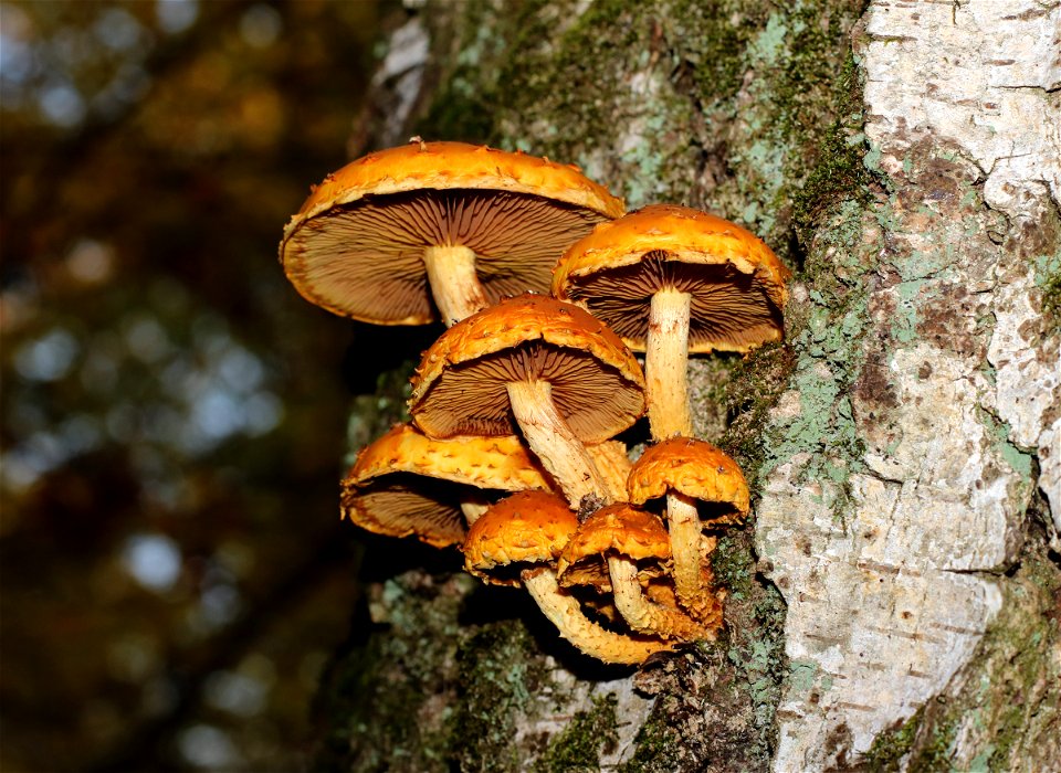 Golden Scalycap mushroom (Pholiota aurivella) in clusters on dead birch (Betula pendula). Ukraine, Vinnytsia Rajon.