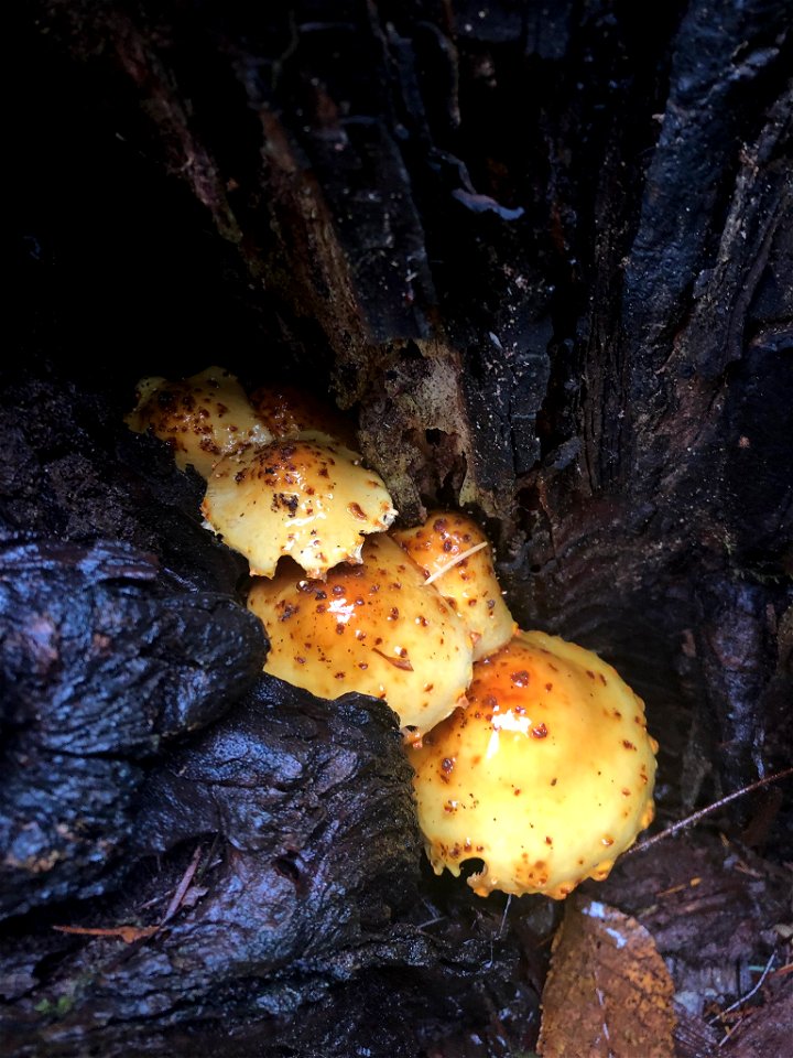Golden Pholiota (Pholiota aurivella)