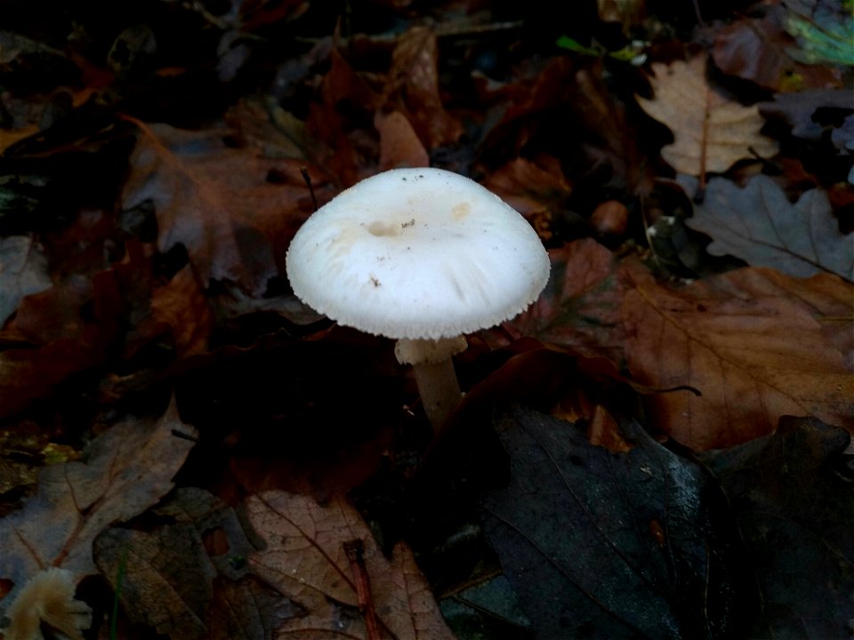 False Death-cap (Amanita citrina)
