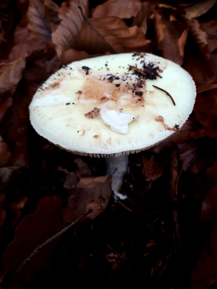 False Death-cap (Amanita citrina)