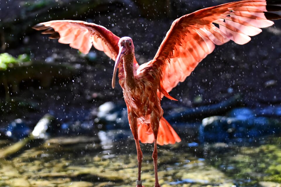 Red ibis plumage zoo
