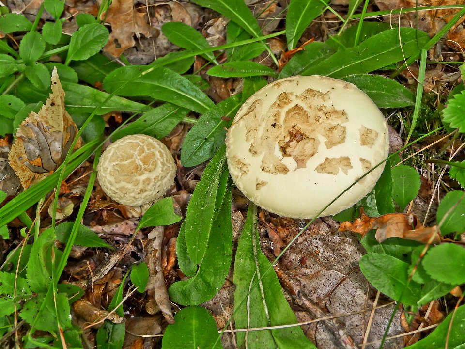 Citron Amanita (Amanita citrina). Ukraine.