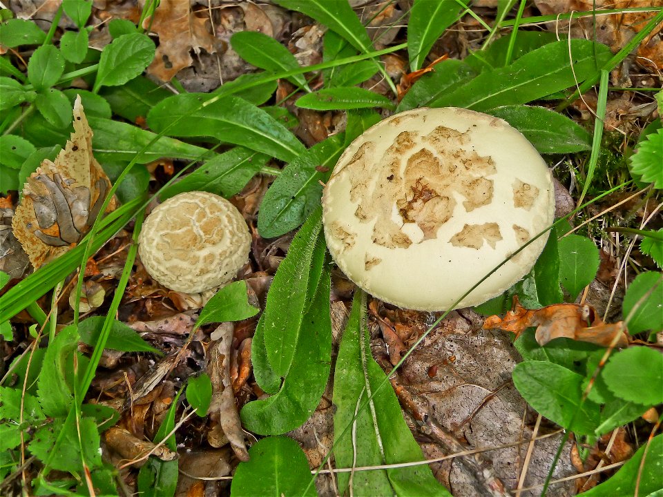 Citron Amanita (Amanita citrina). Ukraine. photo