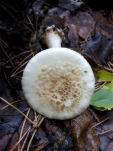 Ruhland, Grenzstraße Ecke Ortrander Straße, Gelber Knollenblätterpilz (Amanita citrina) unter Birke; Oberseite photo