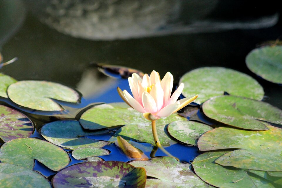 Plant pond nature