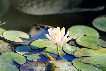 Plant pond nature photo