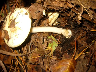 Ruhland, Grenzstraße. Ecke Ortrander Straße, Gelber Knollenblätterpilz (Amanita citrina) unter Birke; Seitenansicht photo