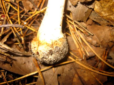 Ruhland, Grenzstraße. Ecke Ortrander Straße, Gelber Knollenblätterpilz (Amanita citrina) unter Birke; Stielknolle photo