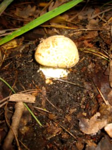 Ruhland, Grenzstraße. Ecke Ortrander Straße, Gelber Knollenblätterpilz (Amanita citrina) unter Birke; junges Exemplar photo