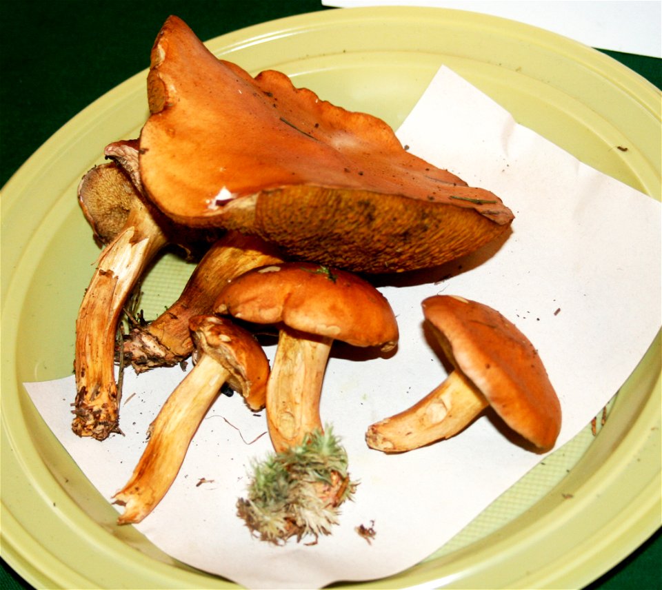 Suillus bovinus  on Prague international mushroom exhibition 2008, Czech Republic