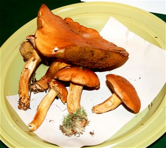 Suillus bovinus on Prague international mushroom exhibition 2008, Czech Republic photo