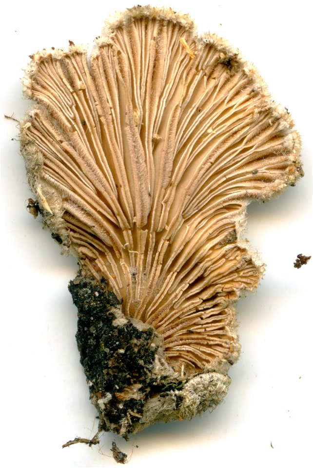 Schizophyllum commune. Kiev, Ukraine