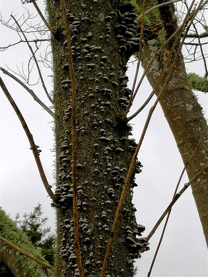 splitgill mushroom (Schizophyllum commune) photo