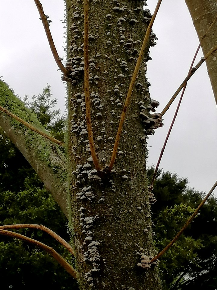 splitgill mushroom (Schizophyllum commune) photo