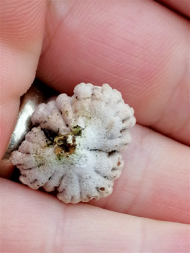 splitgill mushroom (Schizophyllum commune)