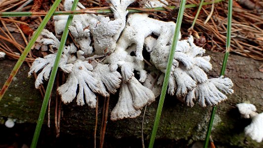 splitgill mushroom (Schizophyllum commune) photo