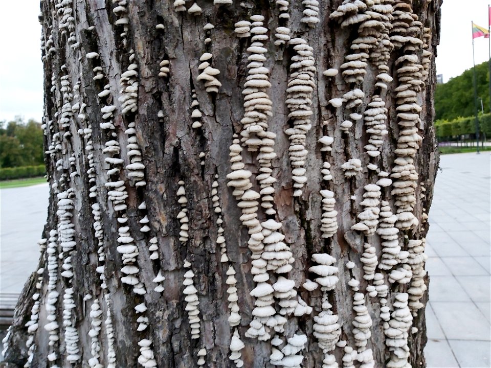 splitgill mushroom (Schizophyllum commune)