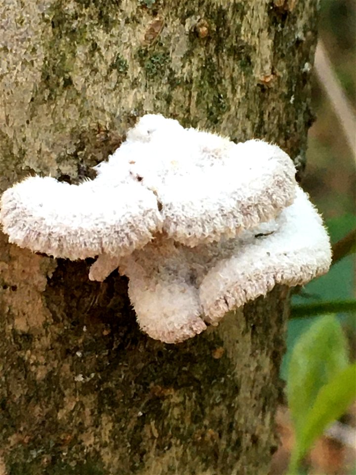splitgill mushroom (Schizophyllum commune)