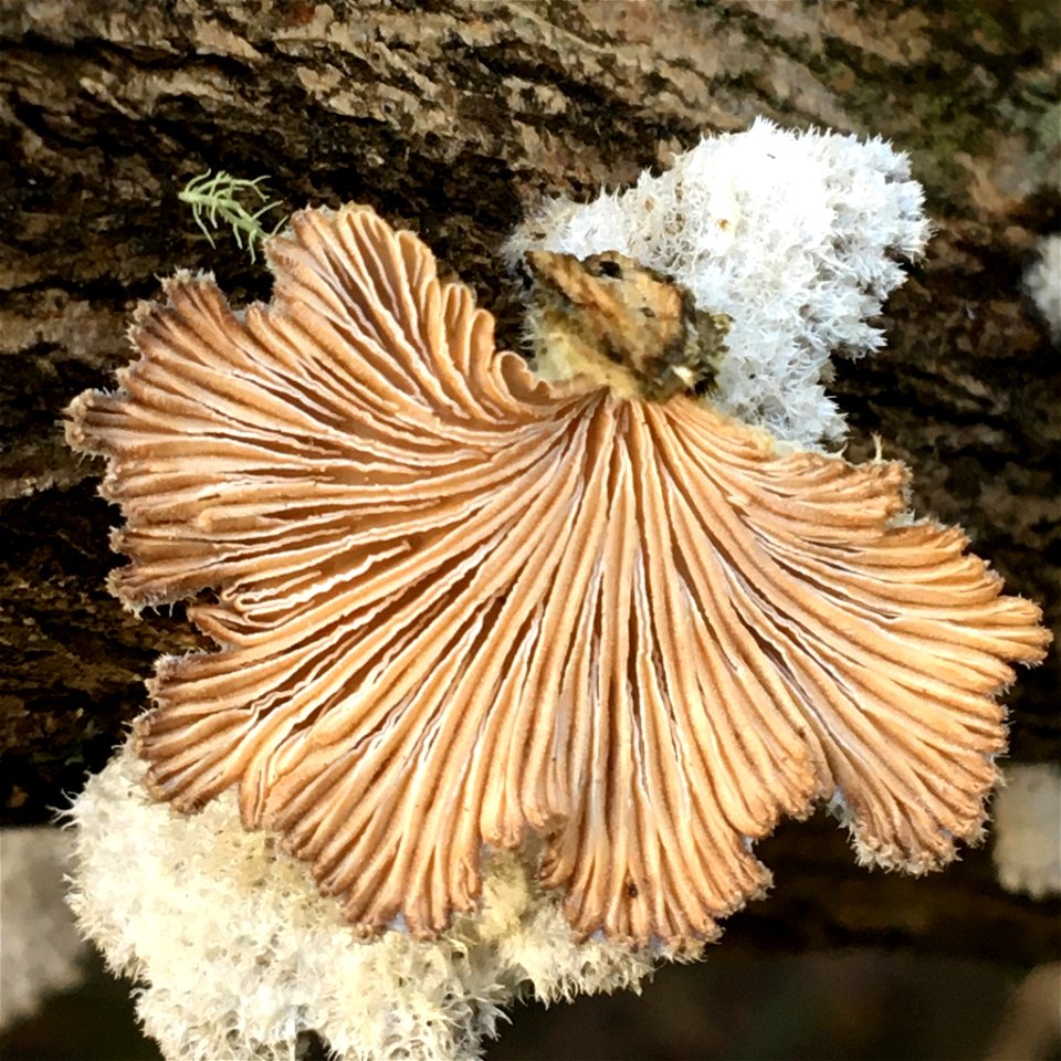 splitgill mushroom (Schizophyllum commune)