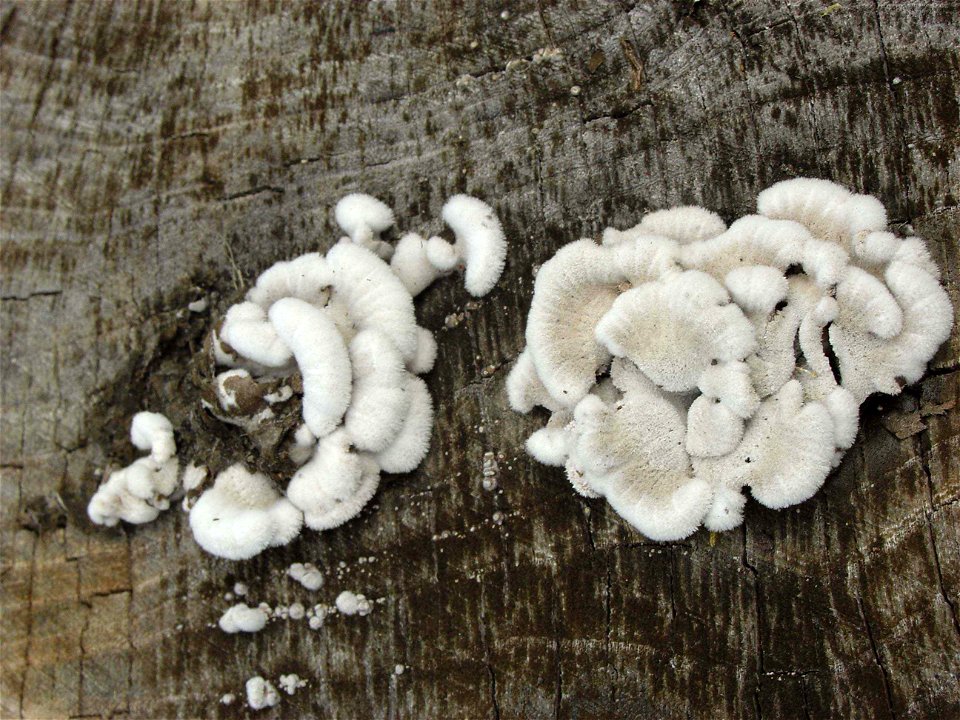 Image title: White shelf mushrooms growing in clumps on old wood
Image from Public domain images website, http://www.public-domain-image.com/full-image/flora-plants-public-domain-images-pictures/fungi