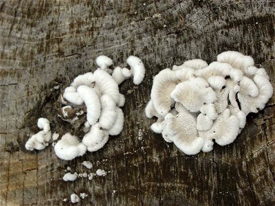 Image title: White shelf mushrooms growing in clumps on old wood Image from Public domain images website, http://www.public-domain-image.com/full-image/flora-plants-public-domain-images-pictures/fungi photo