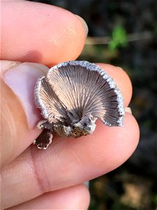 splitgill mushroom (Schizophyllum commune) photo