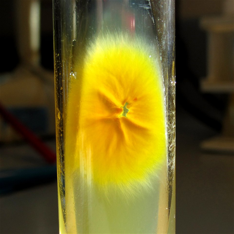 Characteristic yellow, feathery colony of Microsporum canis photographed on a slope of Modified Leonian's agar after 7 days growth. James Scott