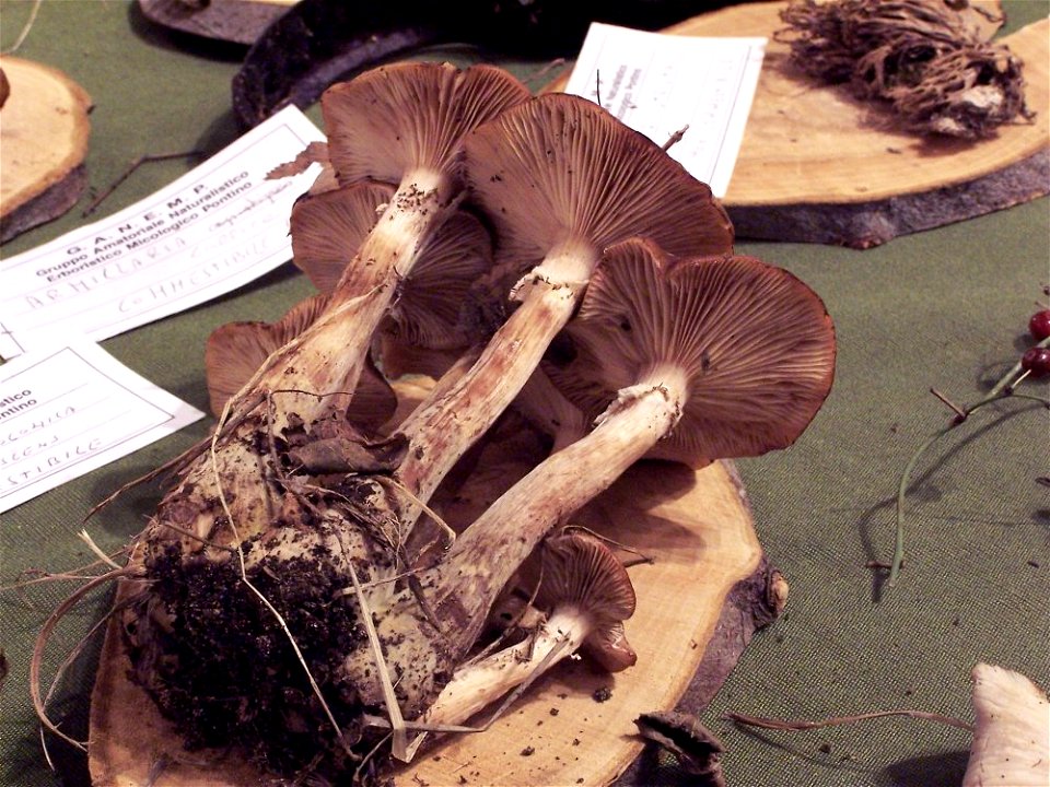 Armillaria gallica