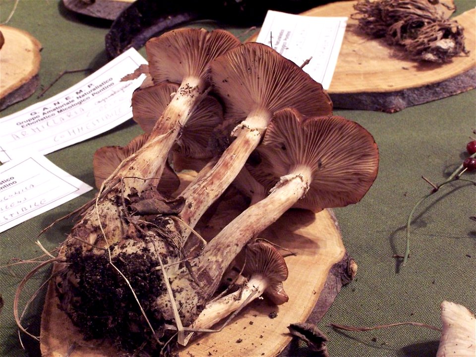 Armillaria gallica photo