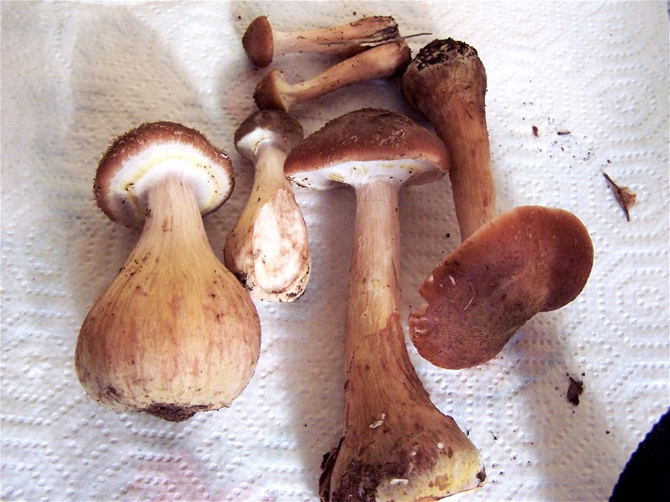 Armillaria gallica (A. bulbosa)