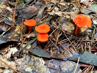 Red Chanterelle (Cantharellus cinnabarinus) photo