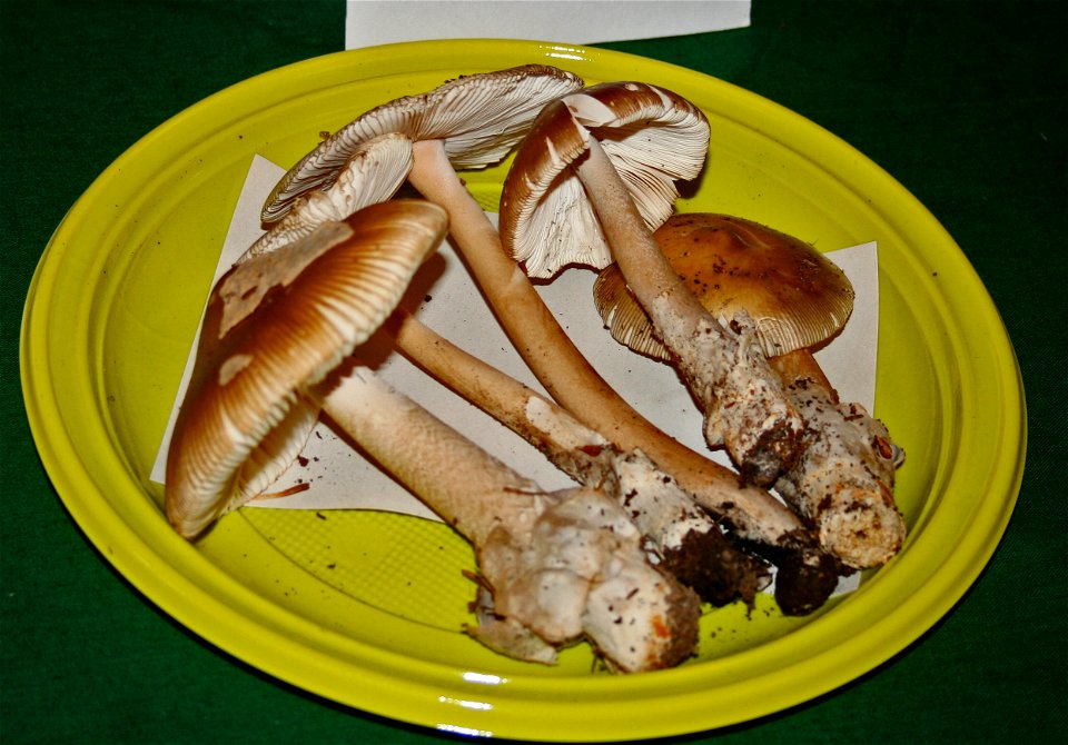Amanita umbrinolutea on Prague international mushroom exhibition 2008, Czech Republic