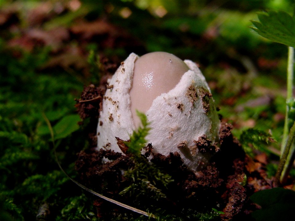 Amanita vaginata photographed in Trentino (Italy)