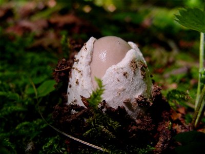 Amanita vaginata photographed in Trentino (Italy) photo