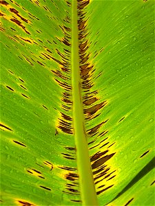 Black Sigatoka leaf lesions Banana black leaf streak, caused by Mycosphaerella fijiensis Read: http://www.ctahr.hawaii.edu/oc/freepubs/pdf/PD-50. pdf photo