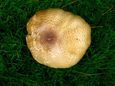 The Prince Mushroom under a Copper Beech (Fagus sylvatica) at Dumfries House, Ayrshire, Scotland.