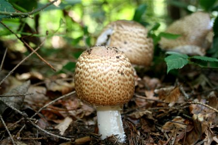 Junger Egerling, vermutlich der Riesenegerling (Agaricus augustus) photo