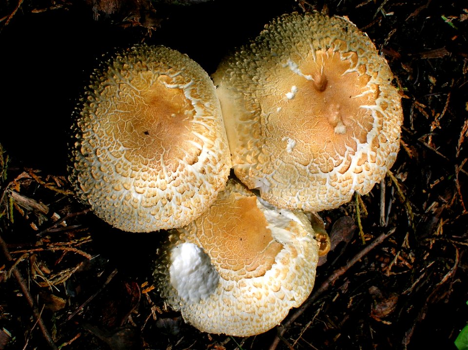 Agaricus augustus at Eglinton Park, Irvine, Scotland.