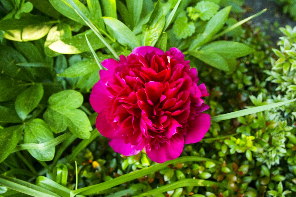 Flower garden blossom bloom