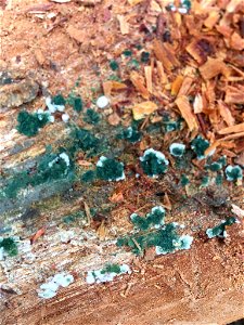 Trichoderma viride
