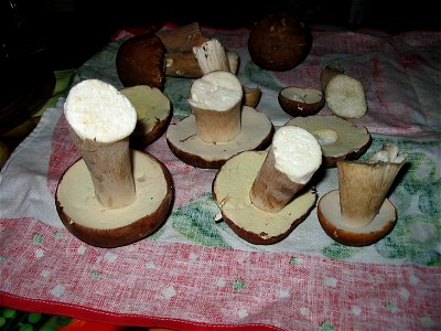Boletus mushroom photo