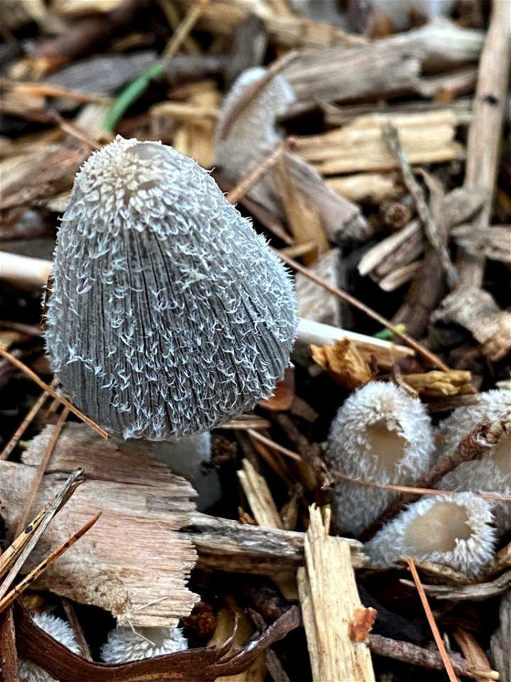 hare's foot inkcap (Coprinopsis lagopus)