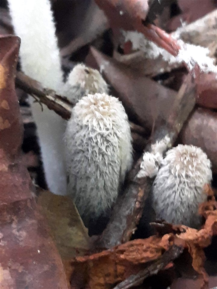 hare's foot inkcap (Coprinopsis lagopus)