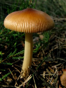 Amanita fulva photo